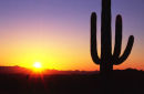 Saguaro cactus Arizona